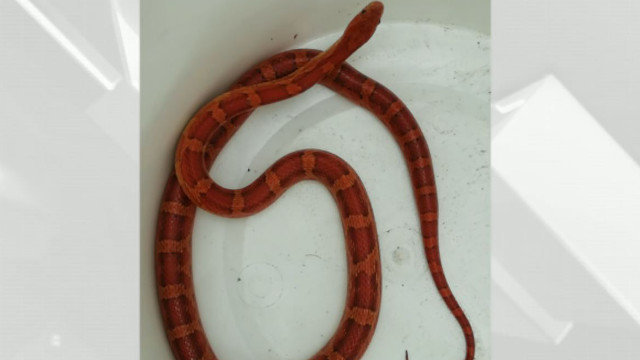 Una serpiente roja en Cangas. TVG