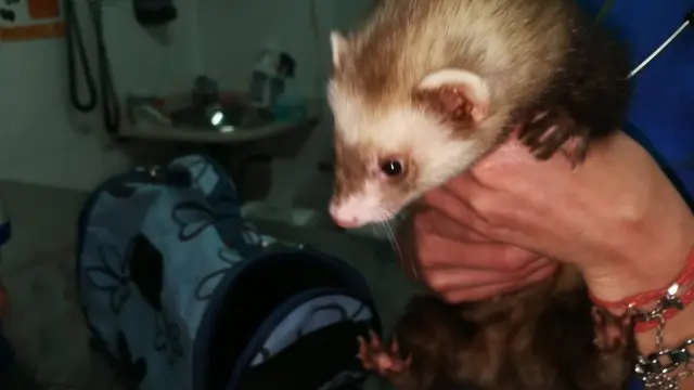 O hur&oacute;n perdido no Morazo. POLIC&Iacute;A LOCAL DE VIGO