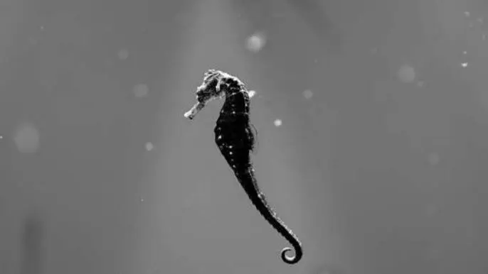 Un cabaliño de mar no fondo do océano. EFE