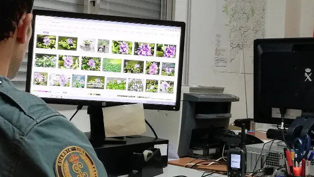 Especies exóticas invasoras que estaban á venda en internet. GARDA CIVIL