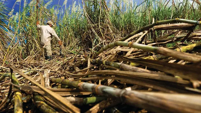 O colectivo que sufriu a extirpación de útero traballa cortando cana de azucre na India. PIXABAY