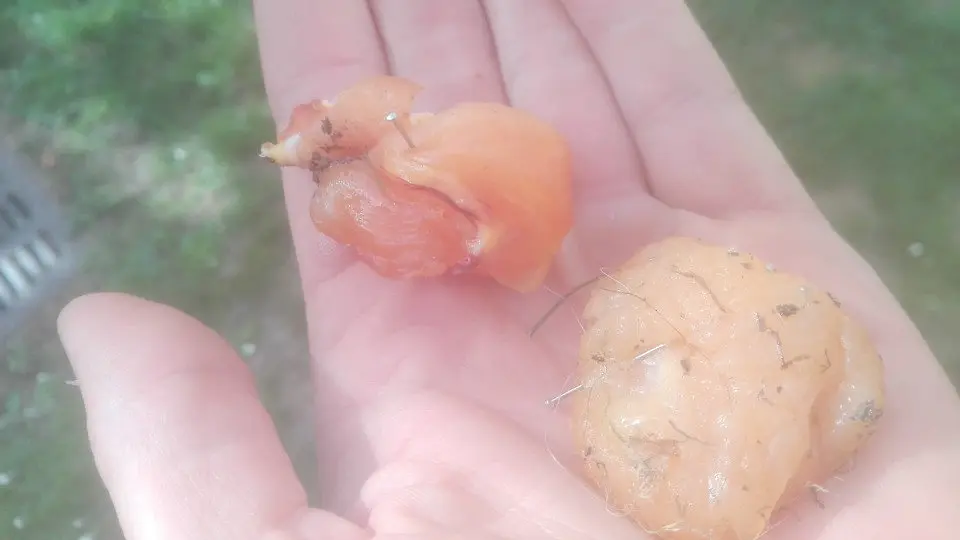 Comida con cravos e alfinetes atopada en A Coruña. EP