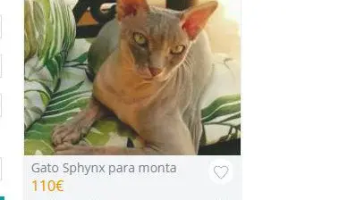 Un anuncio de monta en las redes. EP