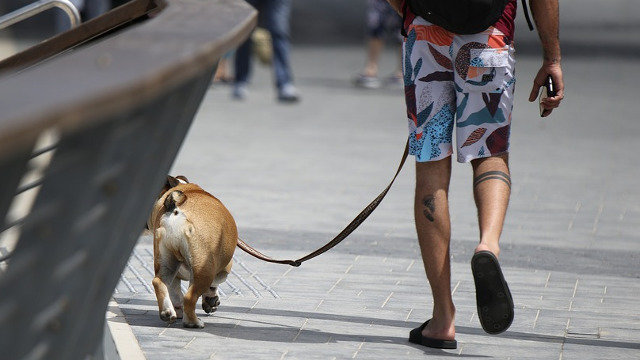 Un mozo paseando ao seu can. PIXABAY