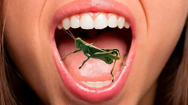 La industria mundial de insectos comestibles crece. EP