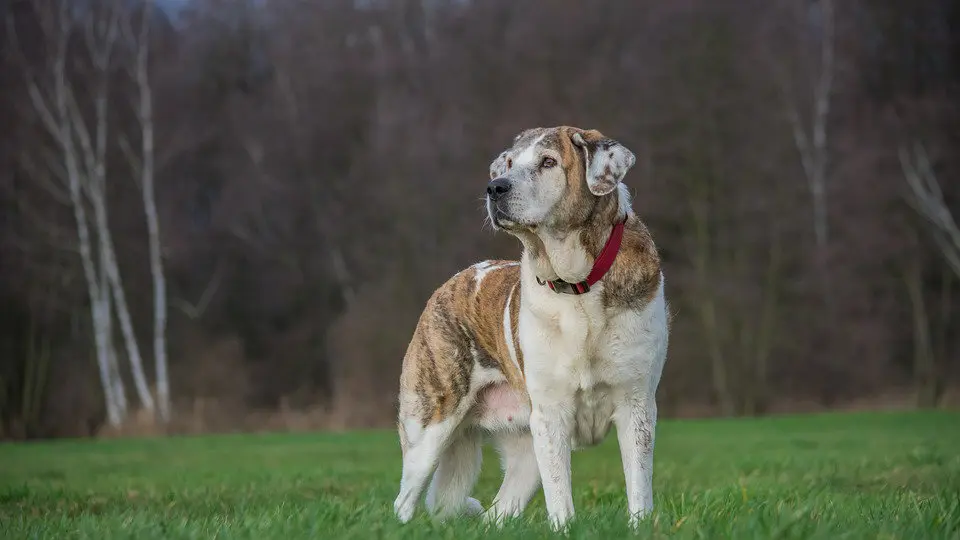 Imagen de un mastín. EP