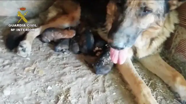 La pastor alemán tras recuperar a sus cachorros. GUARDIA CIVIL