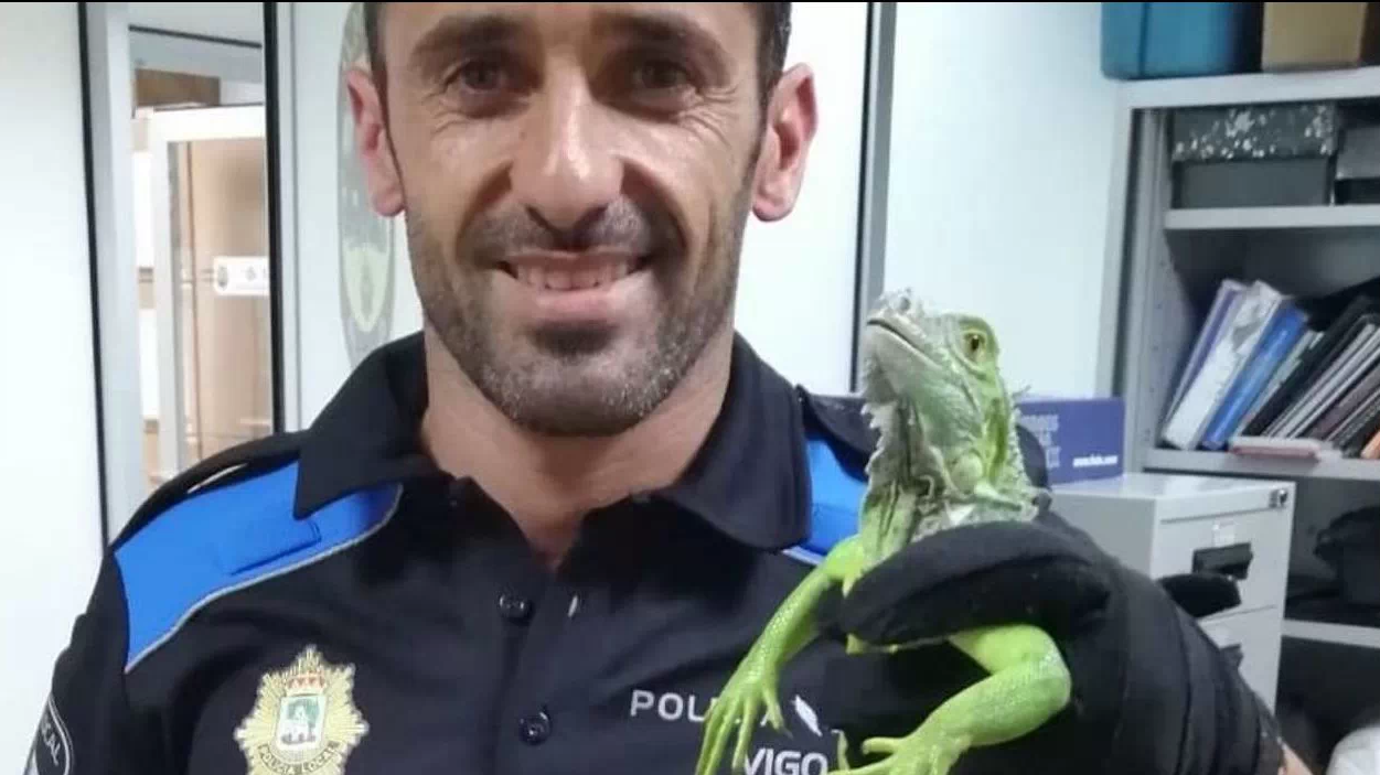 La iguana rescatada. POLICÍA LOCAL