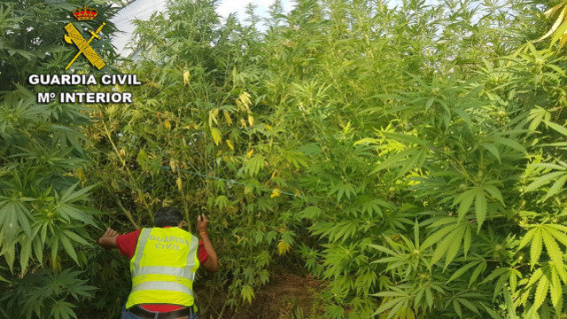 Plantación de marihuana en Tui. GARDA CIVIL