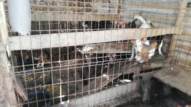 Os 17 cans vivían nunha parcela en pésimas condicións. GARDA CIVIL