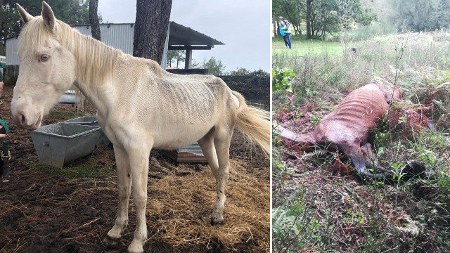 O cabalo desnutrido e un dos falecidos achados nunha leira de Meis. LIBERA