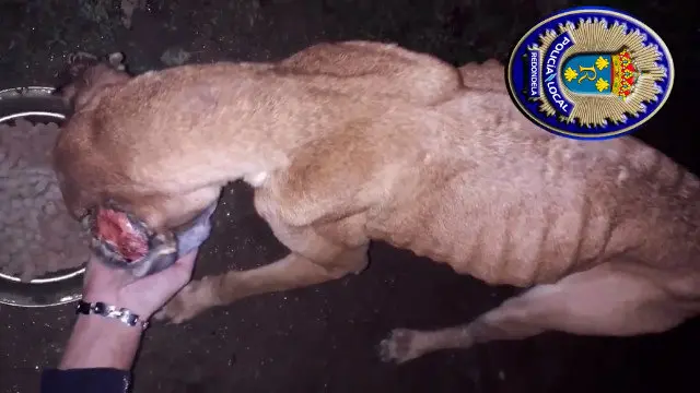 Estado no que se atopaba un dos cans. POLICÍA LOCAL DE REDONDELA
