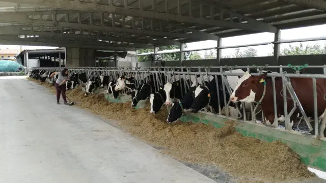 Explotación láctea.EP