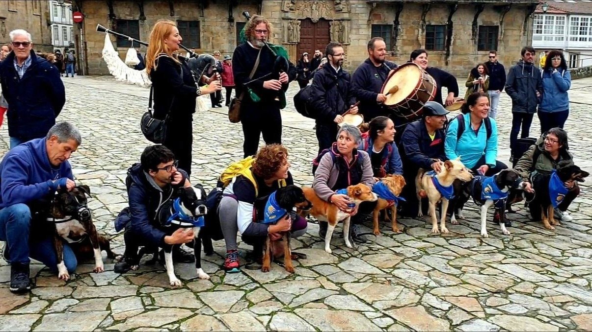 Perros de Os Palleiros, con la pañoleta azul, en O Obradoiro. PONTEPATAS