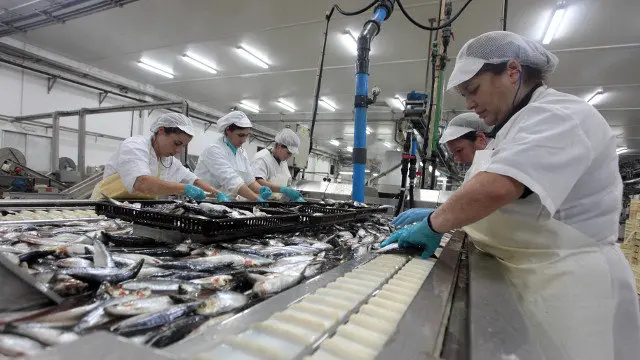 Traballadoras nunha conserveira galega. JAVIER CERVERA