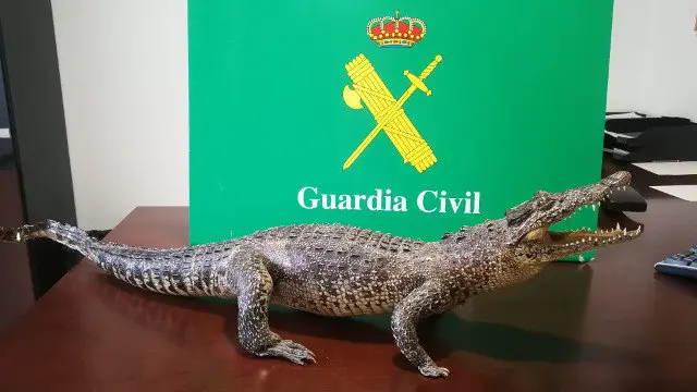 O crocodilo disecado incatuado. GARDA CIVIL