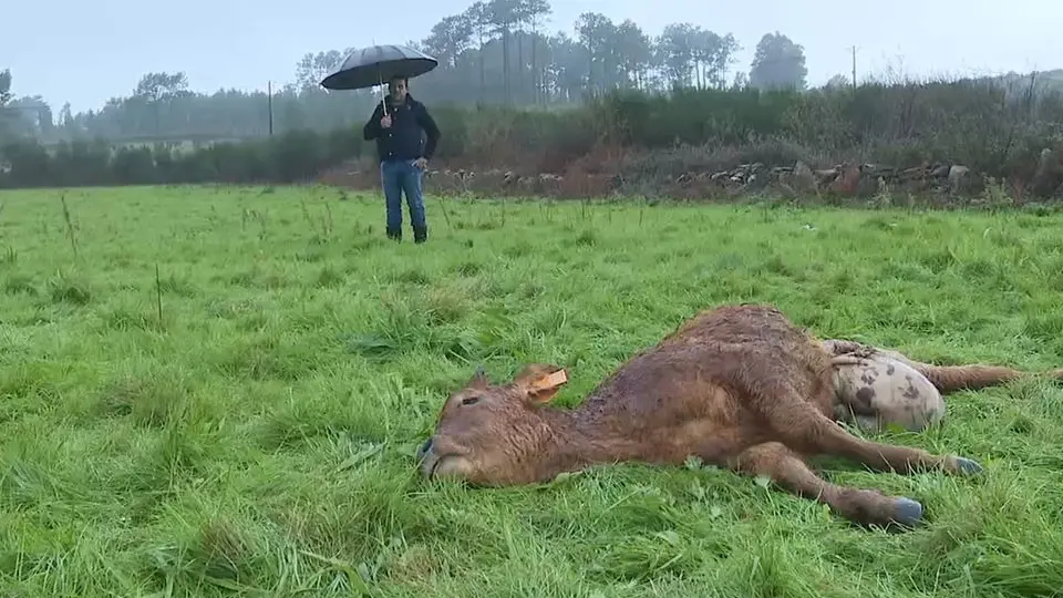 Ataque de un lobo. AEP