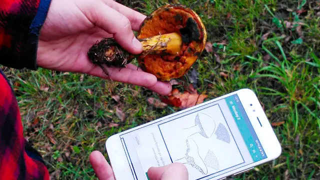 Unha persoa utlizando a app Mycokey. EP