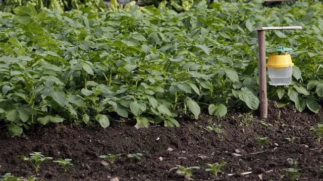Una plantación con trampas para la polilla guatemalteca. ARCHIVO