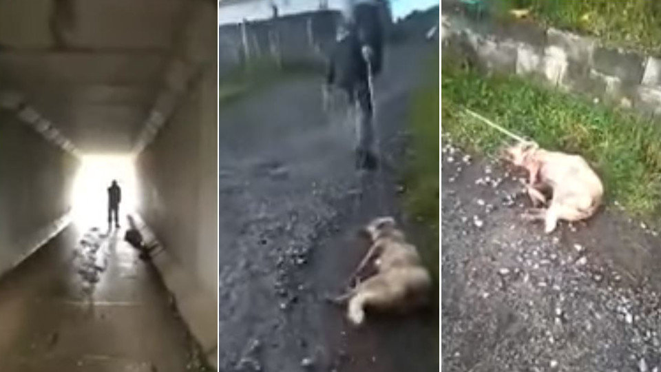 Tres momentos del vídeo del cazador de Chantada que maltrató a una perra. EP
