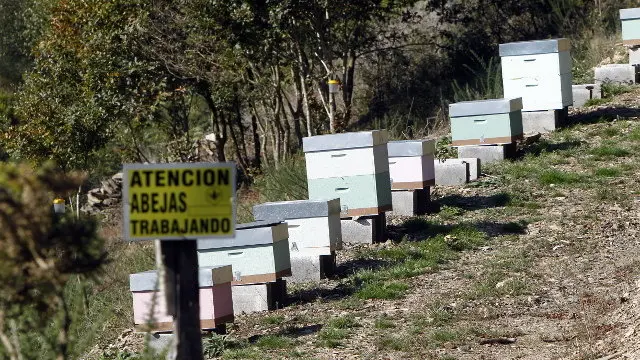 Una explotación apícola. ARCHIVO