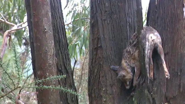 O corpo do raposo, na árbore.CRTVG