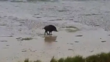 El jabalí atrapado. @PetiscosGalegos. JPG