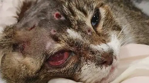 Imagen del gato agredido. DP