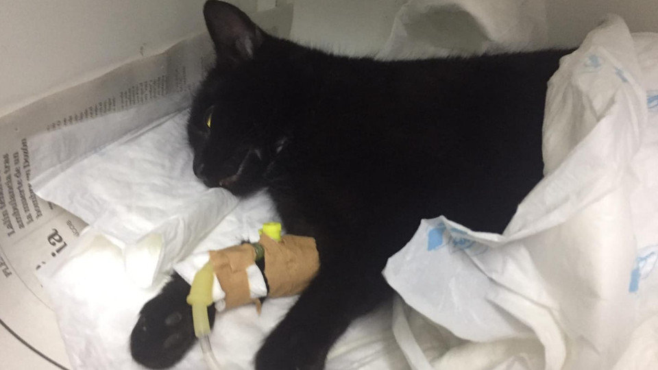 El único gato que ha sobrevivido se encuentra en estado grave. PRO ANIMALES VERÍN