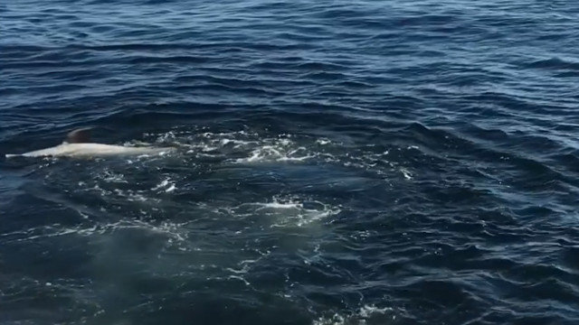 Golfiño flotando tras o ataque dun grupo de arroaces na ría de Arousa. BDRI