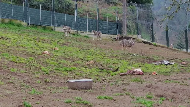 O exemplar de lobo ibérico cos tres cachorros híbridos. GARDA CIVIL OURENSE