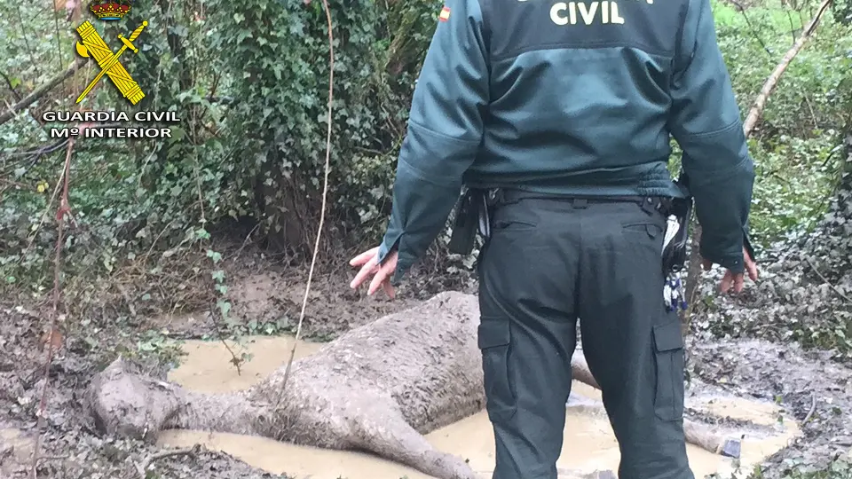 El caballo fallecido en Mos por hiportermia y desnutrición. GUARDIA CIVIL