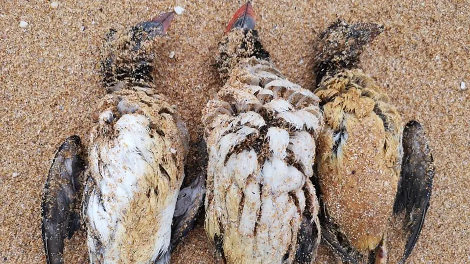 Frailecillos muertos por el vertido. CEDIDA