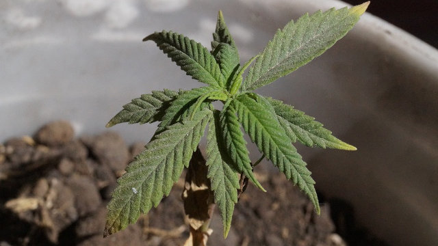 Una planta de cannabis.PIXABAY