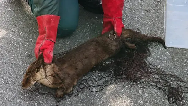 A nutria rescatada na Illa. SEPRONA