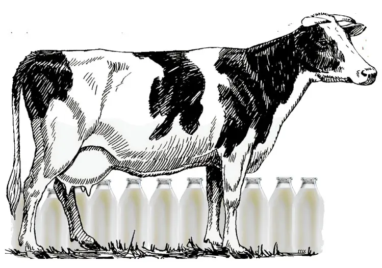 Ilustración para el blog de Rodrigo Cota. MARUXA