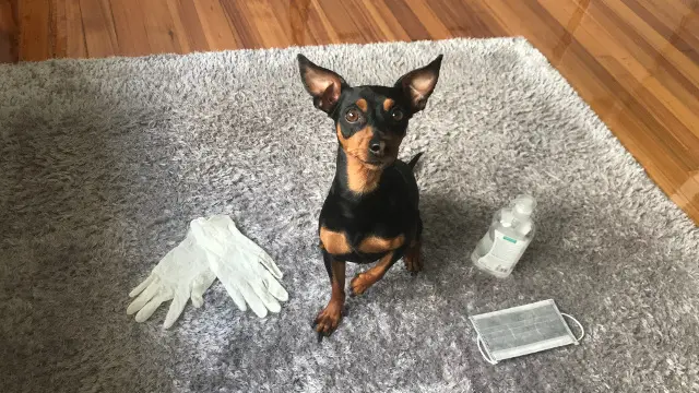 Un perro rodeado de guantes y gel hidroalcóholico. V. BRAN