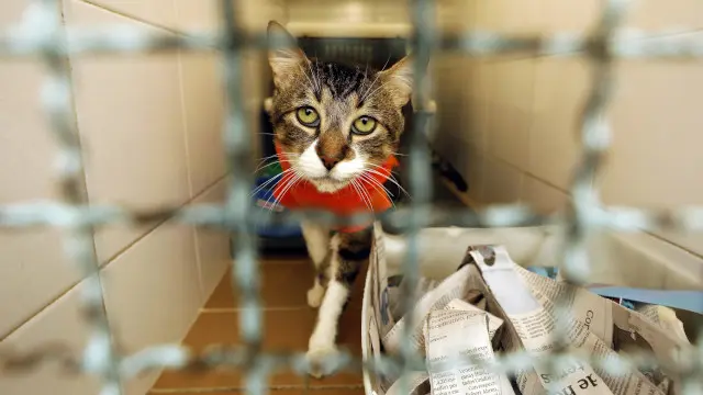 Proc/JFIF/EFE-Calidad:Excelente