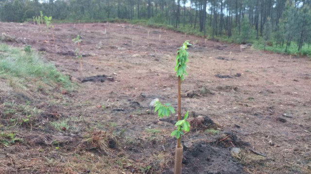 Plantacións de árbores nos parques eólicos de Endesa. EP