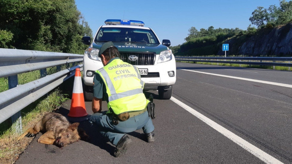 Animal atropellado en una de las carreteras de Ourense. EUROPA PRESS