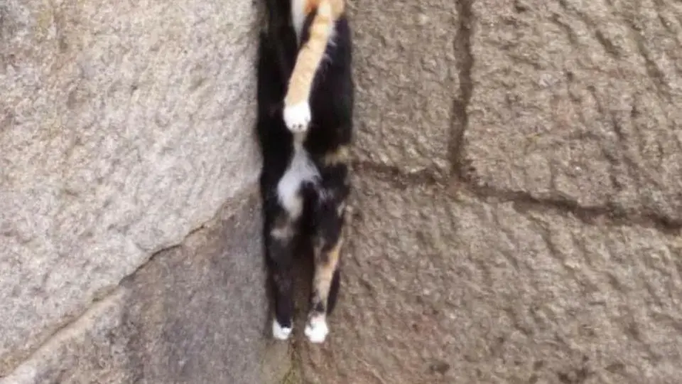 El gato ahorcado. LIBERA - copia