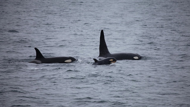 Un grupo de orcas. PIXABAY (Skeeze)