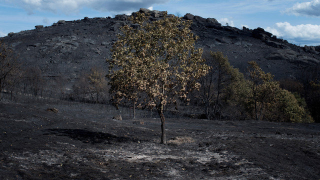 Vista da superficie calcinada no incendio forestal de Cualedro. BRAIS LORENZO (EFE)