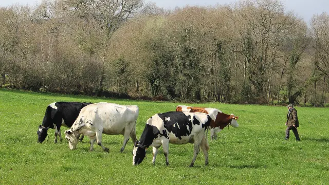 O gandeiro que denunciou os ataques en Chantada. EP