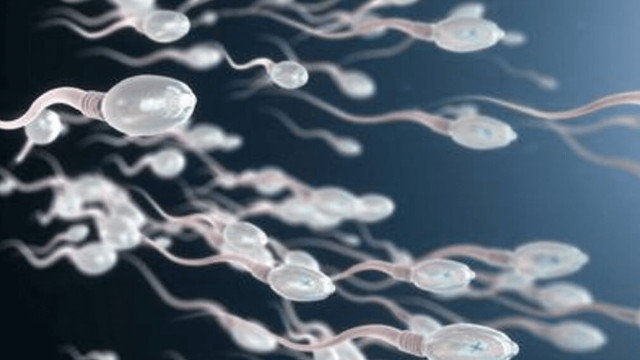 bahceci-blog-what-should-be-the-sperm-count-normal-sperm-values