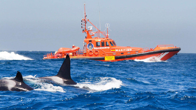 Imaxe de arquivo dunha embarcación de Salvamento Marítimo preto de varias orcas