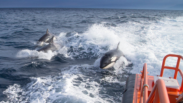 Varias orcas, tras una embarcación. EFE