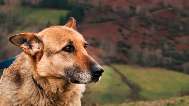 Luna. TWITTER (@O_Que_Arde)