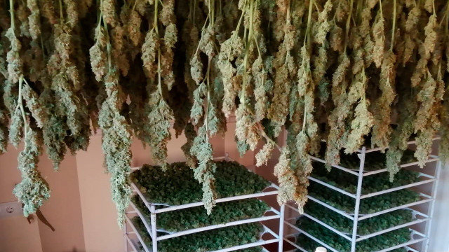 Secado de plantas de marihuana. ARCHIVO