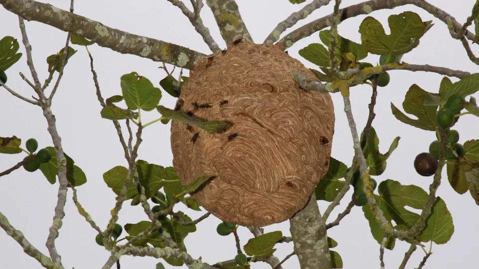 Un nido de velutina. AEP